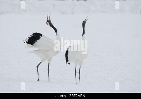 Coppia di gru a corona rossa Grus japonensis in danza di corteggiamento. Santuario Tsurui-Ito Tancho. Kushiro. Hokkaido. Giappone. Foto Stock