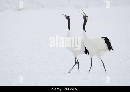 Coppia di gru a corona rossa Grus japonensis in danza di corteggiamento. Santuario Tsurui-Ito Tancho. Kushiro. Hokkaido. Giappone. Foto Stock