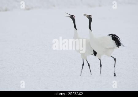 Coppia di gru a corona rossa Grus japonensis in danza di corteggiamento. Santuario Tsurui-Ito Tancho. Kushiro. Hokkaido. Giappone. Foto Stock