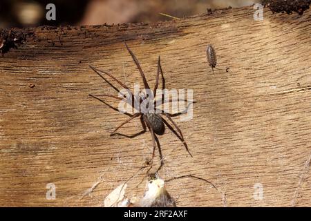 Housespider (Tegenaria) probabilmente ragno di polvere, ragno di coniglio polveroso (Tegenaria atrica). Ragni a ragnatela per famiglie (Agelenidae). Foto Stock