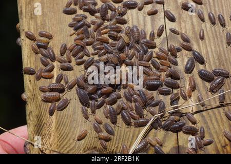 Legname ruvido comune, legna ruvida (raschietto Porcellio), famiglia Porcellionidae. Su una vecchia tavola di legno intemprata. Giardino olandese. Paesi Bassi, estate, Foto Stock