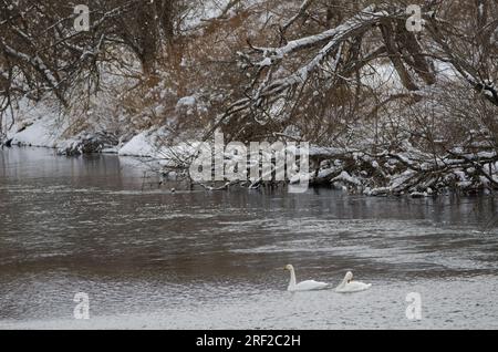 Whooper cigni Cygnus cygnus. Fiume Setsurigawa. Kushiro. Hokkaido. Giappone. Foto Stock