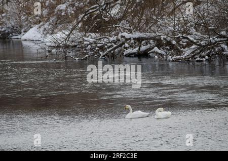 Whooper cigni Cygnus cygnus. Fiume Setsurigawa. Kushiro. Hokkaido. Giappone. Foto Stock