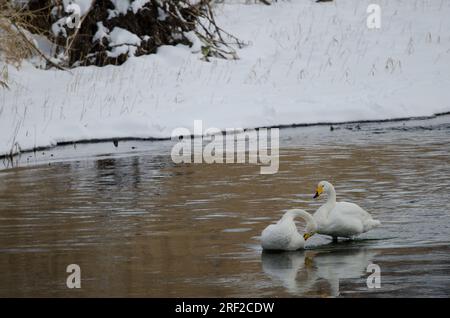 Whooper cigni Cygnus cygnus. Fiume Setsurigawa. Kushiro. Hokkaido. Giappone. Foto Stock