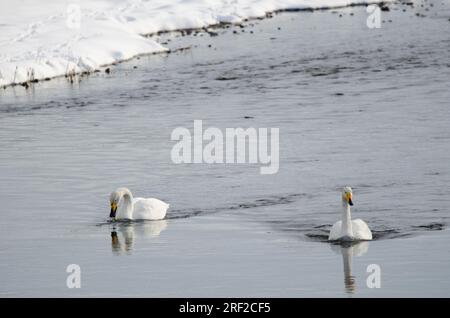 Whooper cigni Cygnus cygnus. Fiume Setsurigawa. Kushiro. Hokkaido. Giappone. Foto Stock