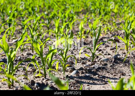 attività agricole connesse alla coltivazione del mais dolce, all’agricoltura e alla lavorazione del mais per produrre un’elevata resa di mais e cibo, primo piano Foto Stock