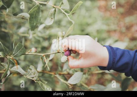 La mano di un bambino su Blueberry maturo Foto Stock