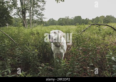 Laboratorio giallo nel campo Verde Overcast Foto Stock