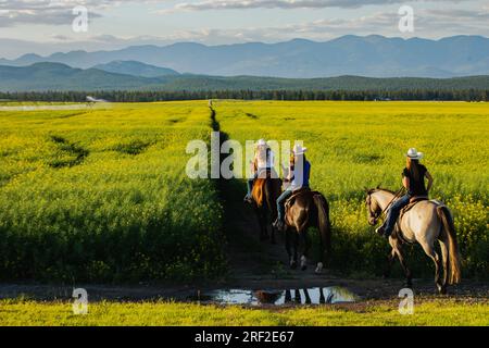 Tre cowgirl cavalcano a cavallo in un campo di canola nel Montana Foto Stock