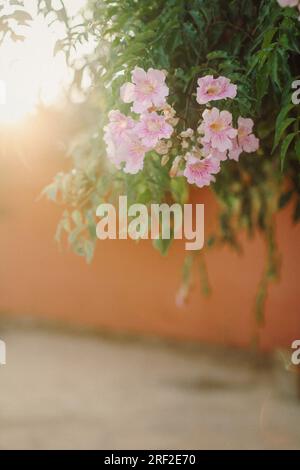 I fiori pendono da un albero nella luce scintillante. Foto Stock