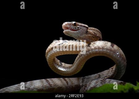 Gatto serpente dentato in posizione di attacco Foto Stock