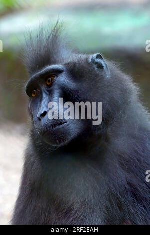 ritratto di una scimmia yaki (macaca nigra) sul recinto Foto Stock