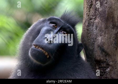ritratto di una scimmia yaki (macaca nigra) sul recinto Foto Stock
