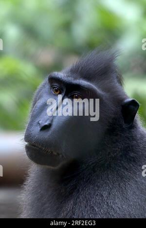 ritratto di una scimmia yaki (macaca nigra) sul recinto Foto Stock