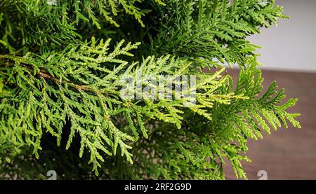 primavera nella natura, rami di thuja verde, alberi sempreverdi, sfondo verde, coni di thuja, primo piano di foglie verdi di thuja su sfondo scuro Foto Stock