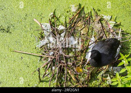 Black coot (Fulica atra), sul nido, Paesi Bassi, Olanda meridionale Foto Stock