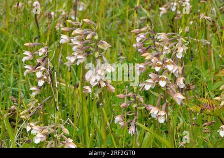 Marsh Helleborine ' Epipactis palustris' Orchidea, Fiori luglio agosto, in zone umide paludose , Braunton Burrows, North Devon, Inghilterra Foto Stock