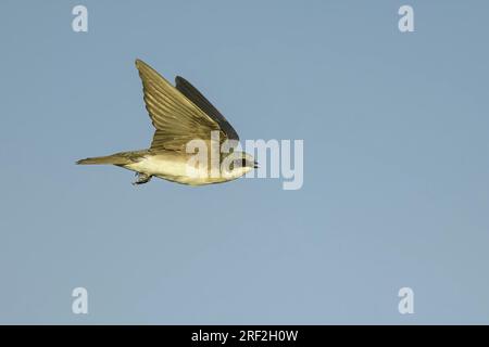 Rondine (Tachycineta bicolor), in volo, USA, California Foto Stock