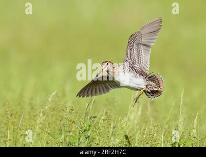 Wilson's snipe (Gallinago delicata), adulto in volo, USA, North Dakota Foto Stock