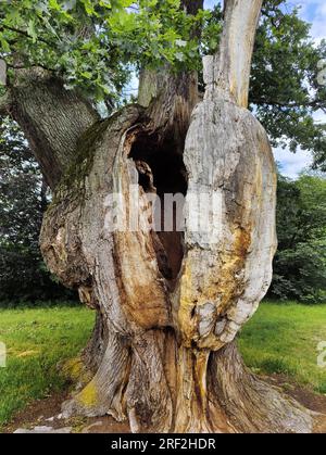 Molto vecchia, grande quercia con tronco morto a causa di fulmini e alberi canker, Germania, Assia, Reinhardswald Foto Stock