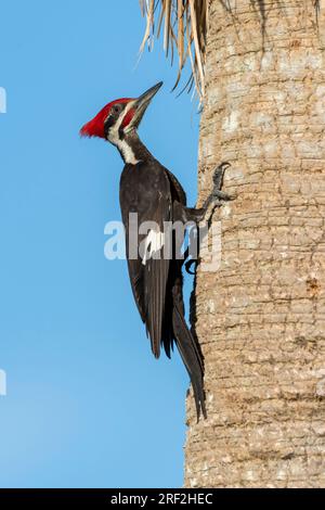 Picchio pileato (Dryocopus pileatus), maschio adulto contro un albero, USA, Florida Foto Stock