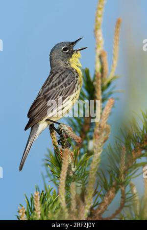 Parula di kirtland (Dendroica kirtlandii, Setophaga kirtlandii), maschio adulto che canta, USA, Michigan Foto Stock