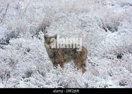 Lupo grigio iraniano, lupo indiano (Canis lupus pallipes, Canis pallipes), catturato nel mezzo di una bufera di neve nei monti Elburz, Iran, Golestan Foto Stock