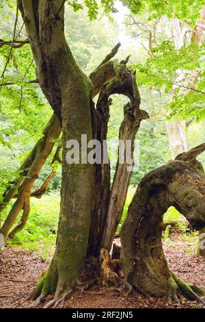 Faggio comune (Fagus sylvatica), vecchio albero caduto a Urwald Sababurg, Germania, Assia, Naturpark Reinhardswald Foto Stock