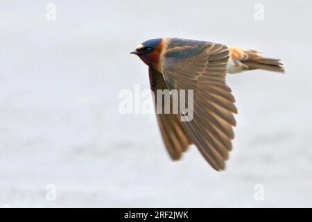 Rondine della scogliera americana (Hirundo pyrrhonota, Petrochelidon pyrrrhonota), in volo, Canada, Manitoba Foto Stock