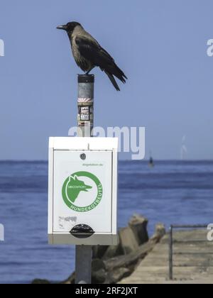 Corvo con cappuccio (Corvus corone cornix, Corvus cornix), appollaiato su un palo di metallo con secchio per sacchi per rifiuti di cani, vista laterale, Germania, Schleswig-Holstein, Foto Stock