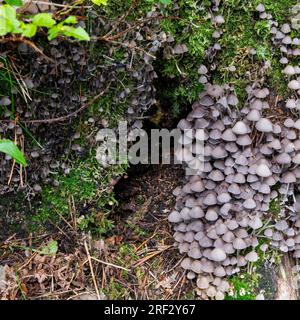 Una truppa di sgabelli Fairy Inkcap su un ceppo di alberi marcianti, Beacon Wood, Penrith, Cumbria, Regno Unito Foto Stock
