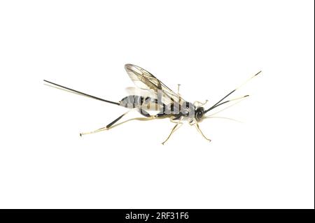 La vespa di ichneumon Arotes amoenus femmina con ovipositore su sfondo bianco Foto Stock