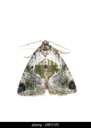 Sinochite Maliattha Maliattha con macchie nere su sfondo bianco Foto Stock