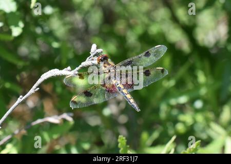 Calico pennant Celithemis elisa libellula femmina seduta su un bastone in ambiente verde Foto Stock