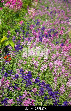 Densi boschetti di salvia clariana e cleoma rosa nel giardino dell'farmacia Foto Stock