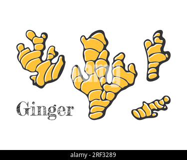 Set Gingers disegnato a mano. Isolata, sfondo bianco. Illustrazione vettoriale Illustrazione Vettoriale