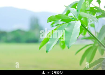 Dita, Diavolo Tree o Alstonia scholaris , sfondo di montagna e cielo o Cerbera odollam Gaertn o legno di latte grigio o albero di Pong pong o mango marino o Suic Foto Stock