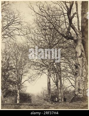 "Earl of Caithness e William Bambridge, Queen Adelaide's Beech, 1864, stampa in albume da collodion negativo montato su cartone, foglio (tagliato a immagine): 29 x 23,3 cm (11 7/16 x 9 3/16 pollici) Supporto: 56,8 x 42,9 cm (22 3/8 x 7/8 pollici), fondo permanente per i patroni, 1995.36.63' Foto Stock