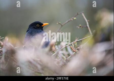 Un comune uccello nero, chiamato anche uccello nero eurasiatico, arroccato tra i rami all'inizio della primavera, quando le foglie sulle piante stanno appena iniziando a germogliare. Foto Stock