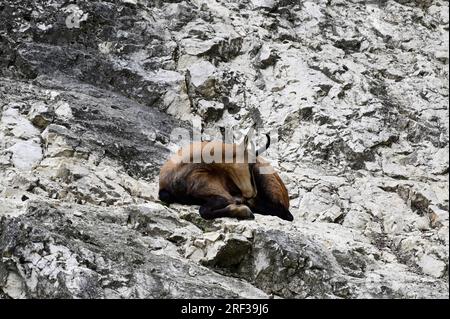 Ernstbrunn, Weinviertel, bassa Austria, Austria. 29 luglio 2023. Camoscio (Rupicapra rupicapra) nel Parco naturale Ernstbrunn Foto Stock