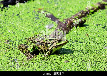 Ernstbrunn, Weinviertel, Bassa Austria, Austria. 29 luglio 2023. Probabilmente una rana di stagno (Pelophylax “esculentus”) nel parco faunistico di Ernstbrunn Foto Stock