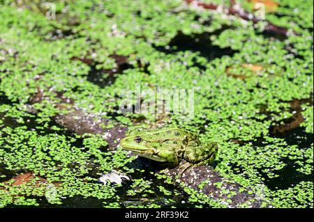Ernstbrunn, Weinviertel, Bassa Austria, Austria. 29 luglio 2023. Probabilmente una rana di stagno (Pelophylax “esculentus”) nel parco faunistico di Ernstbrunn Foto Stock