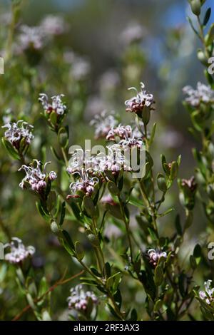 Fiore di ragno grigio nativo australiano, Grevillea sphacelata, famiglia Proteaceae, nella foresta sclerofilla di Sydney. Piccolo arbusto endemico della foresta boschiva Foto Stock