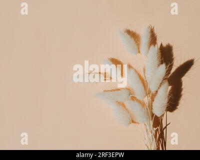 Fiori di laguru freschi e secchi su sfondo beige. Vista dall'alto. Spazio di copia Foto Stock