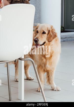 Il giovane labrador retriever dorato rimane vicino al tavolo e guarda come la persona mangia. Cane che aspetta il cibo vicino al tavolo Foto Stock