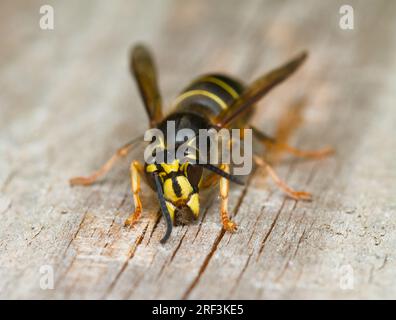 Primo piano, Macro of the Head e Jaws of A Median Wasp, Dolichovespula media, Scrraping Wood to Build A Nest, New Forest Hampshire UK Foto Stock