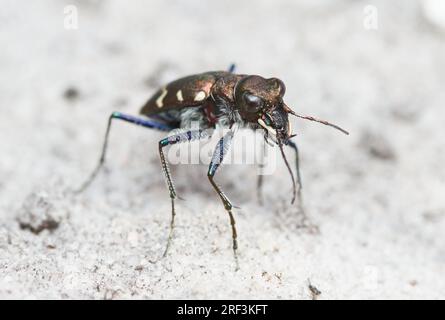 Vista dall'alto di Un coleottero tigre di bosco o di brughiera, Cicindela sylvatica, in piedi in posizione eretta su Sandy Heathland, New Forest, Regno Unito Foto Stock