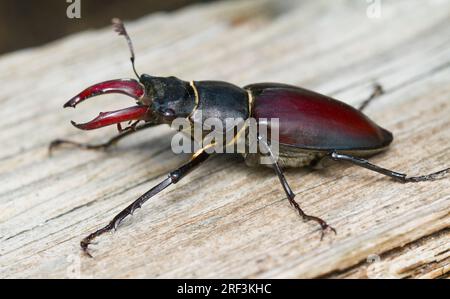 Maschio Stag Beetle, Lucanus cervus, su Dead Wood with Large Jaws, New Forest UK Foto Stock