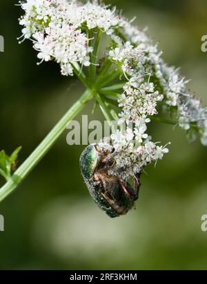 European Rose Chafer Beetle, Cetonia aurata, Feeding on the Pollen, Nectar of the Water Dropwort Plant, Oenanthe, New Forest UK Foto Stock