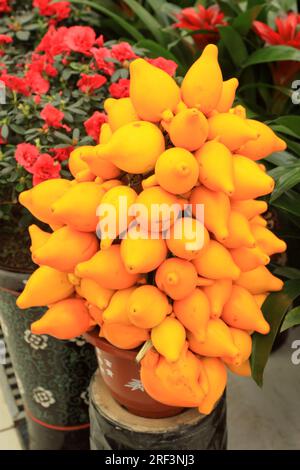 closeup di erbe di frutta di solanaceae, in un mercato dei fiori Foto Stock